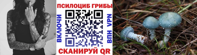 цена   Ардатов  Галлюциногенные грибы MAGIC MUSHROOMS 